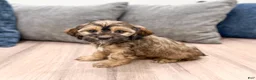 Cockapoo dogs for sale: Rao - Ad 3