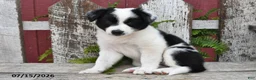 Border Collie dogs for sale: Duchess - Ad 5
