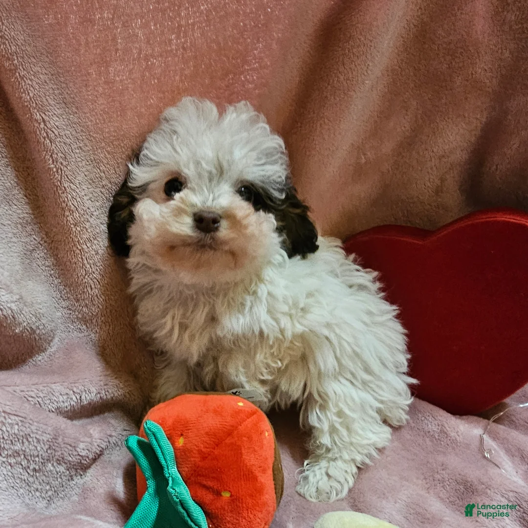 Cockapoo dogs for sale: Sparkle - Ad 7