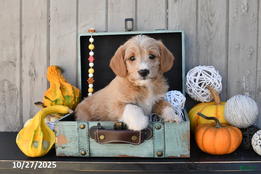 Mixed Breed dogs for sale: Tommy - Ad 2