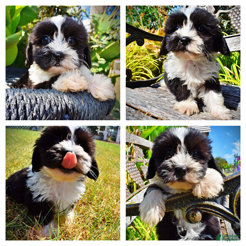 Havapoo dogs Kibbles - Ad 1
