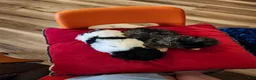 Aussiedoodle dogs for sale: Aussiedoodle 1 - Ad 6