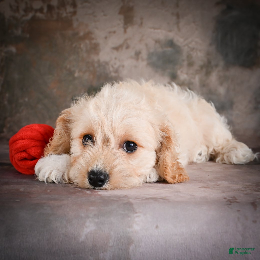 Cavachon dogs for sale: Jerrry - Ad 6