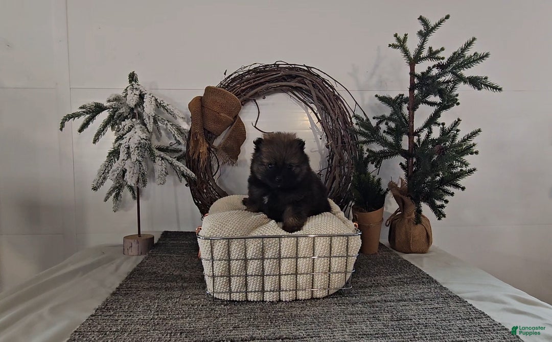 Pomeranian dogs for sale: Rolo - Ad 2