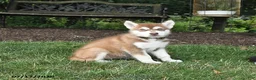 Alaskan Malamute dogs for sale: Sienna - Ad 3