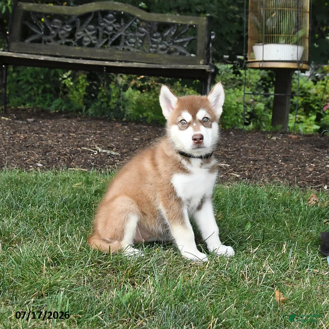 Alaskan Malamute dogs for sale: Sienna - Ad 3