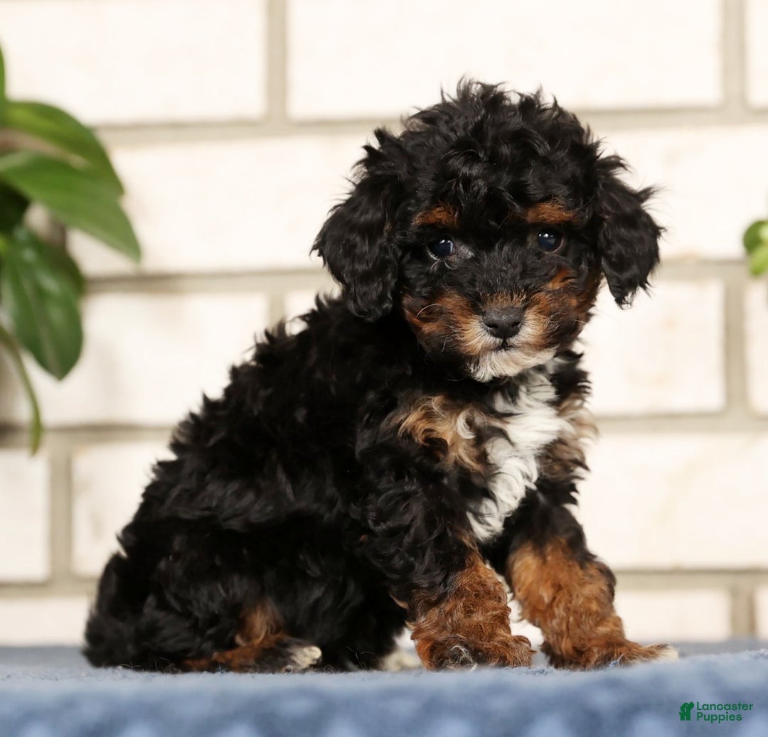 Havapoo dogs for sale: Ender - Ad 3