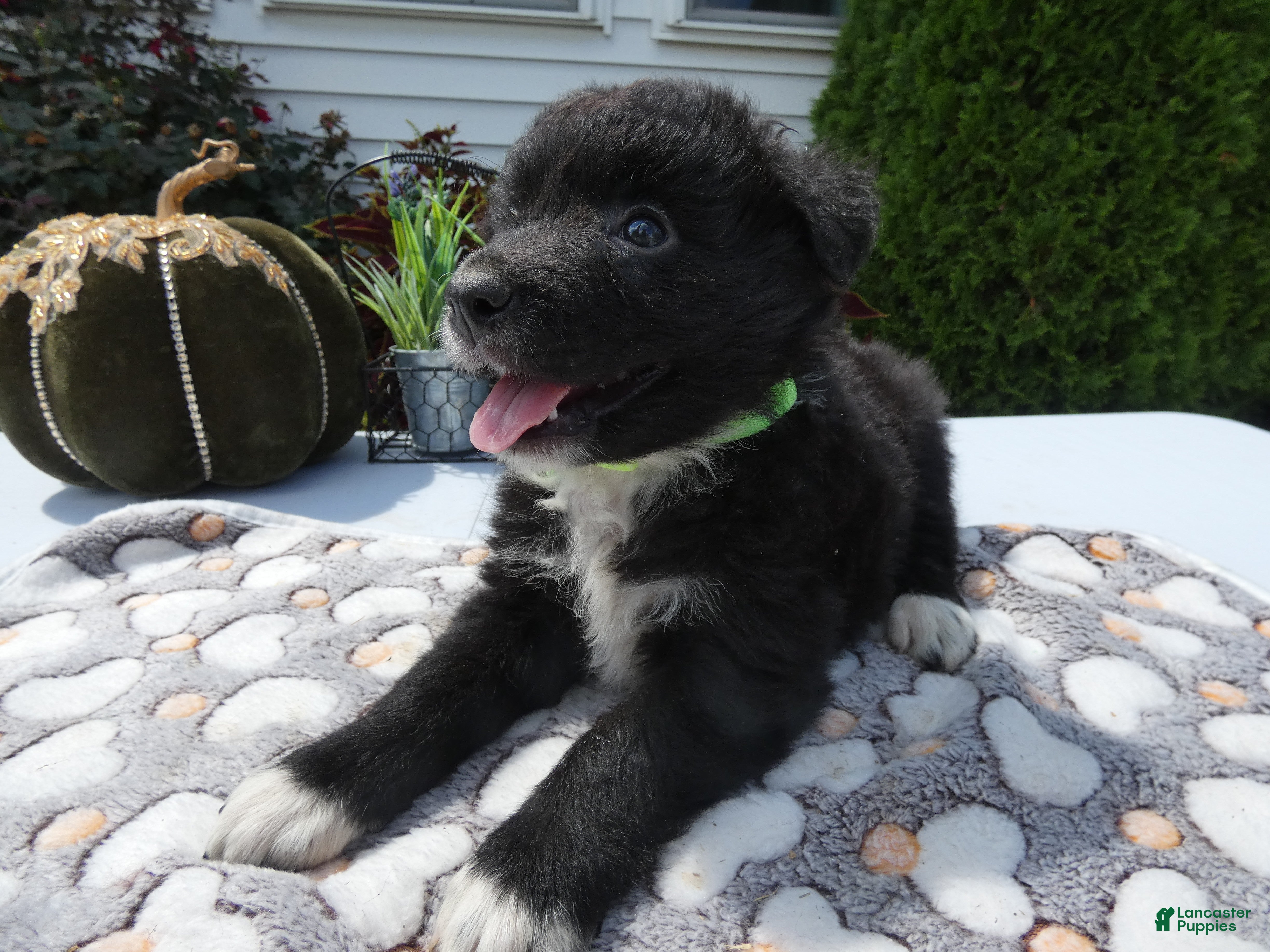 Mixed Breed dogs Mixed Breed 7 Jaime - Ad 10