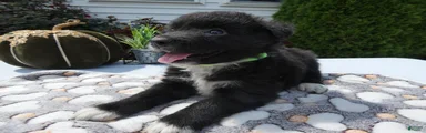 Mixed Breed 7 Jaime