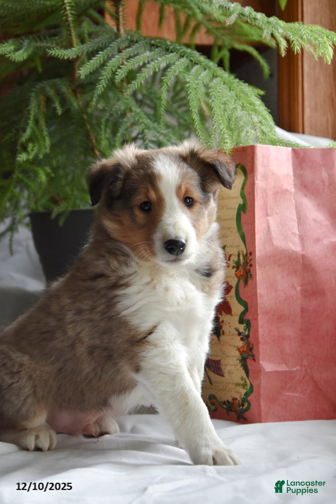 Shetland Sheepdog dogs for sale: Tyson - Ad 2