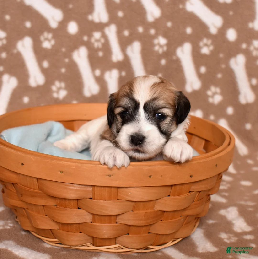 Coton De Tulear dogs for sale: Ashley - Ad 1