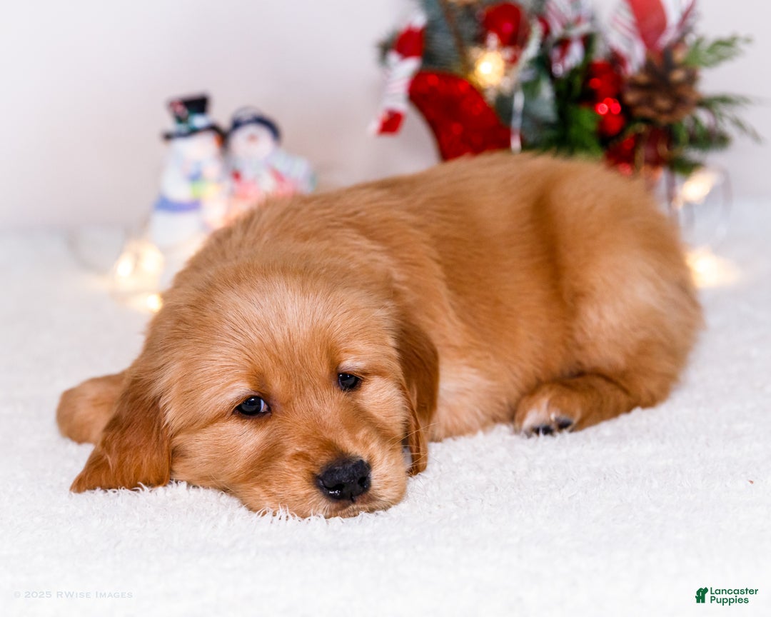 Golden Retriever dogs for sale: Elana - Ad 5