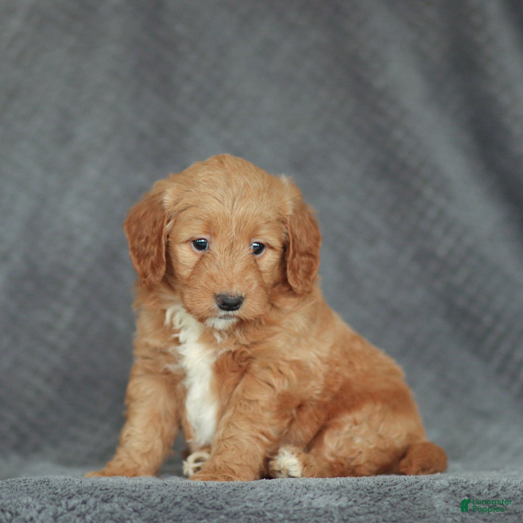 Mini Goldendoodle dogs for sale: Ramona - Ad 3