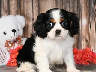 Cavalier King Charles Spaniel dogs Echo - Ad 35