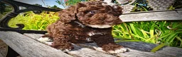 Havapoo dogs for sale: Juno-LABOR DAY SALE-TAKE $100 OFF!!! - Ad 7