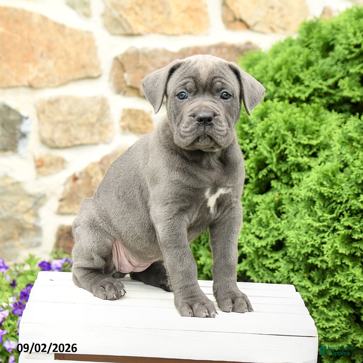 Cane Corso dogs Clover - Ad 2