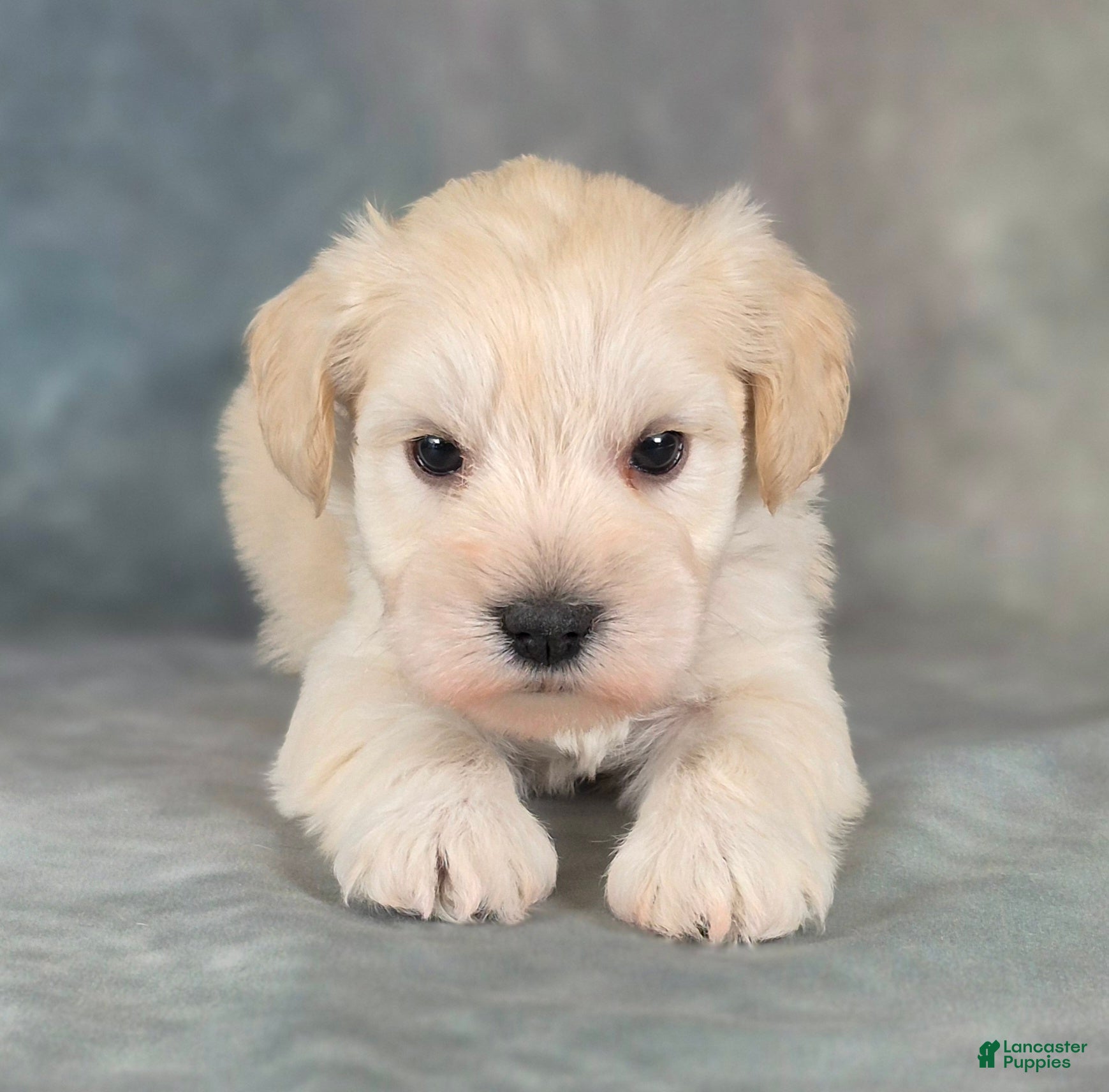 Miniature Schnauzer dogs for sale: Biscuit - Ad 1