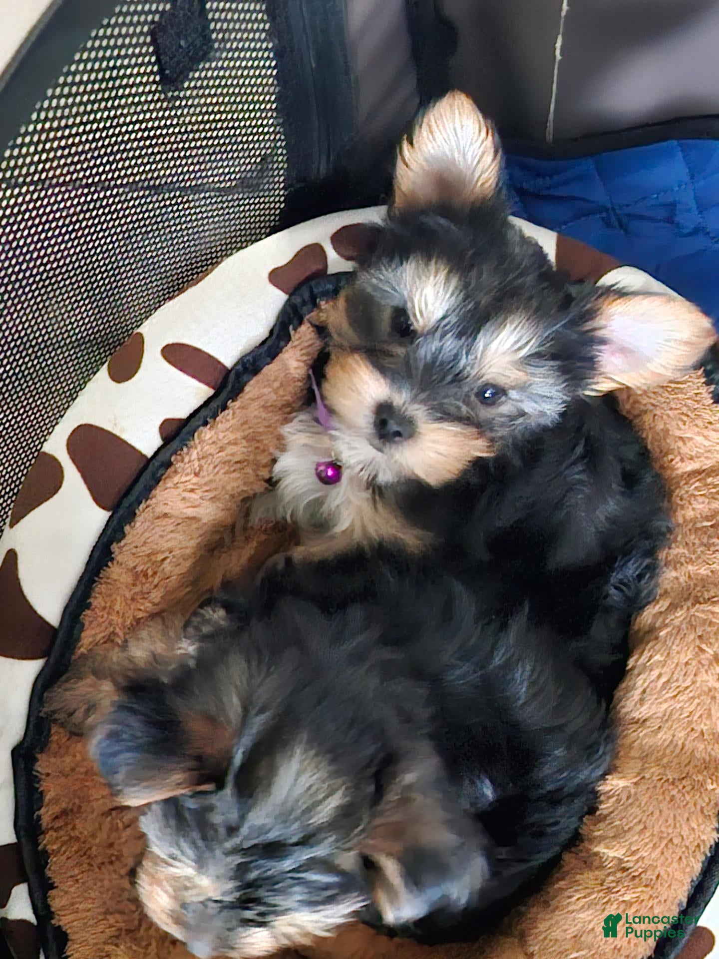 Yorkshire Terrier dogs Yorkshire Terrier 1 - Ad 1