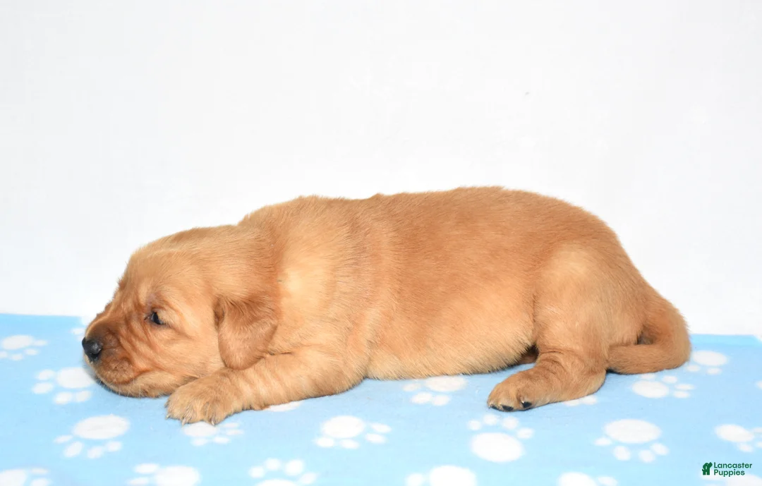 Golden Retriever dogs for sale: Aza - Ad 4