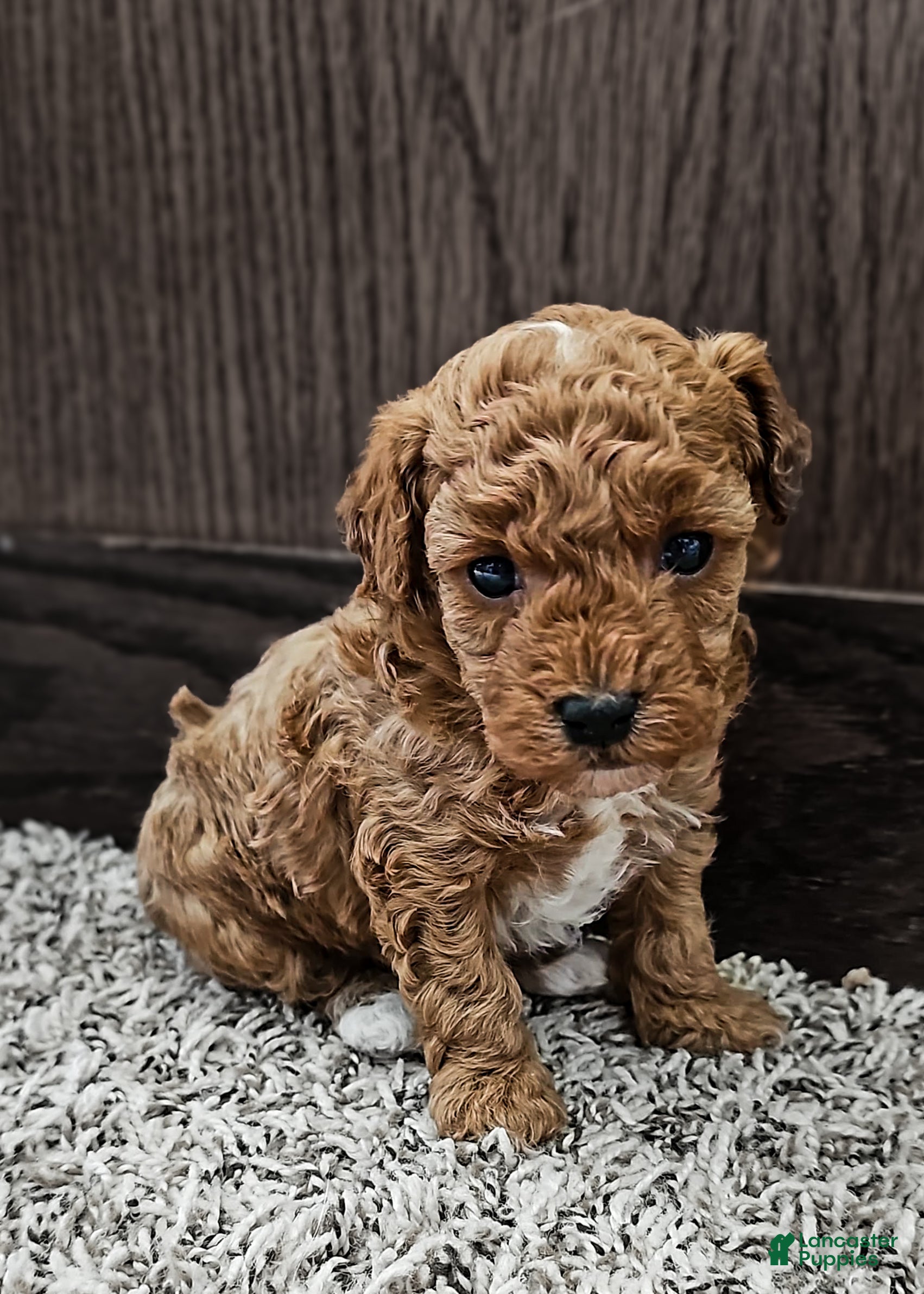 Toy Poodle dogs Ginger - Ad 21