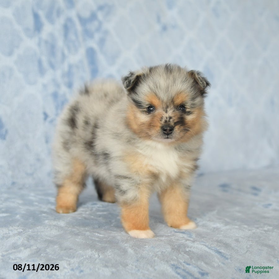 Pomeranian dogs Duncan - Ad 1