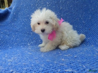 Maltipoo dogs Pommy - Ad 23