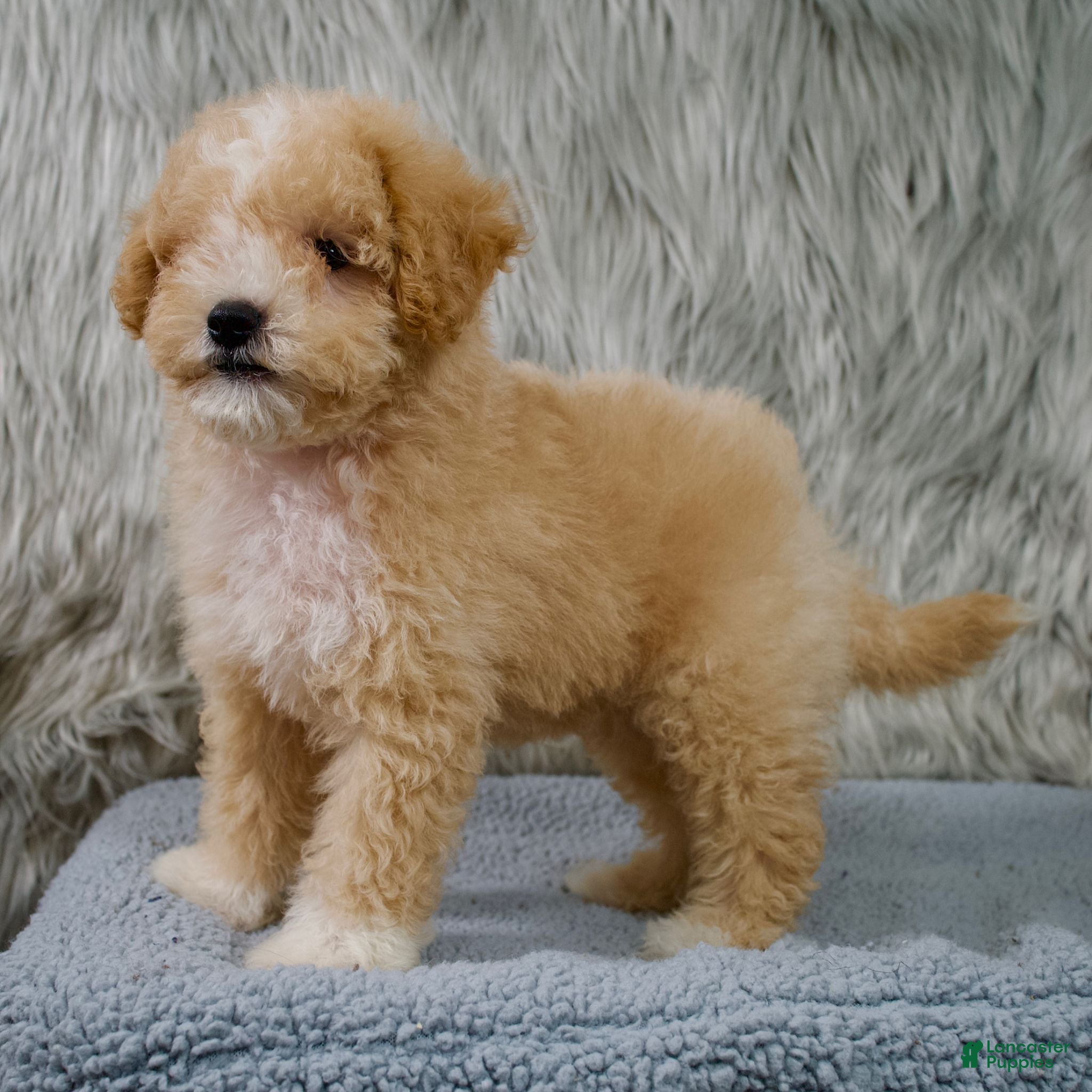 Mini Goldendoodle dogs Mini Goldendoodle 1 - Ad 8