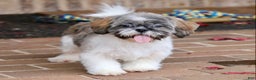 Shih Tzu dogs for sale: Snickers (Neutered) - Ad 15