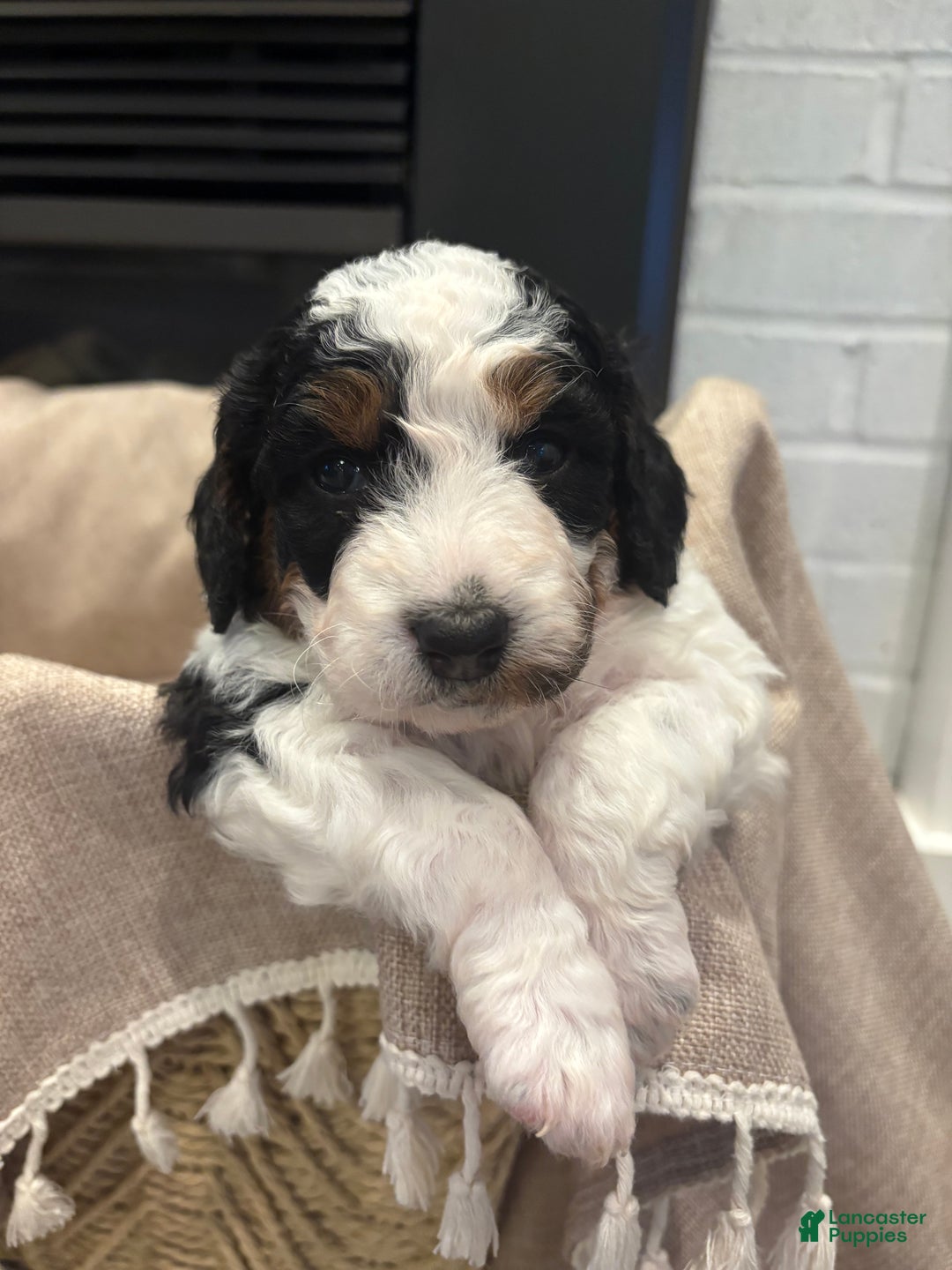 Mini Bernedoodle dogs for sale: Ivy - Ad 5