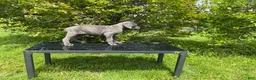 Cane Corso dogs for sale: Cane Corso Puppy 5 - Ad 3