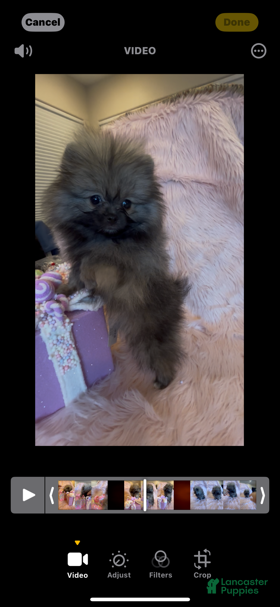 Pomeranian dogs for sale: Penny AKC Registered FULL RIGHTS - Ad 2