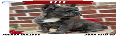 Elle