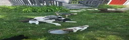 Newfypoo dogs for sale: Dr. Pepper - Ad 8
