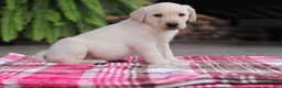 Labrador Retriever dogs for sale: Oscar - Ad 3