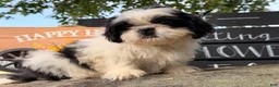 Shih Tzu dogs for sale: Sabrina Shih Tzu  - Ad 17