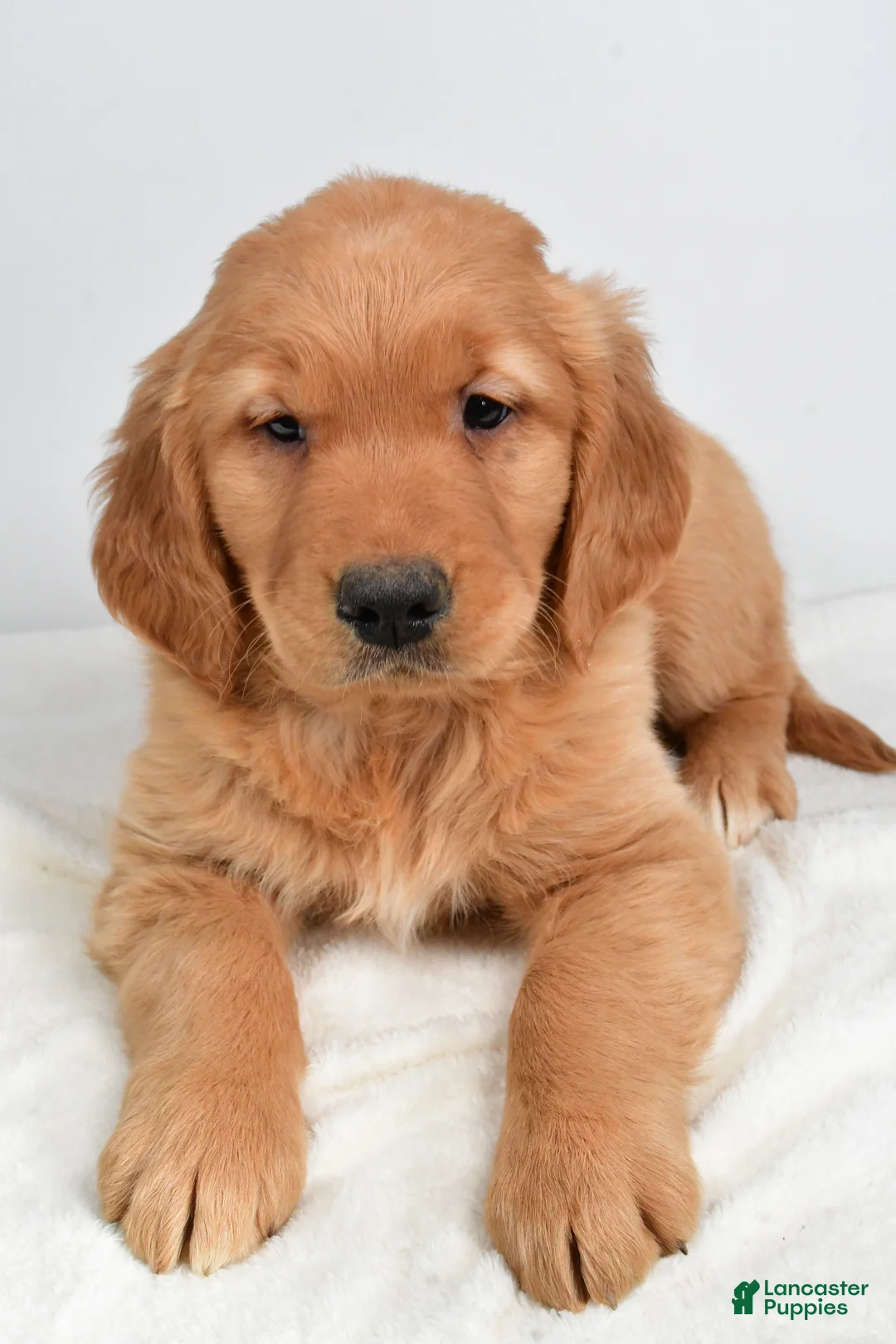 Golden Retriever dogs for sale: Anna - Ad 5
