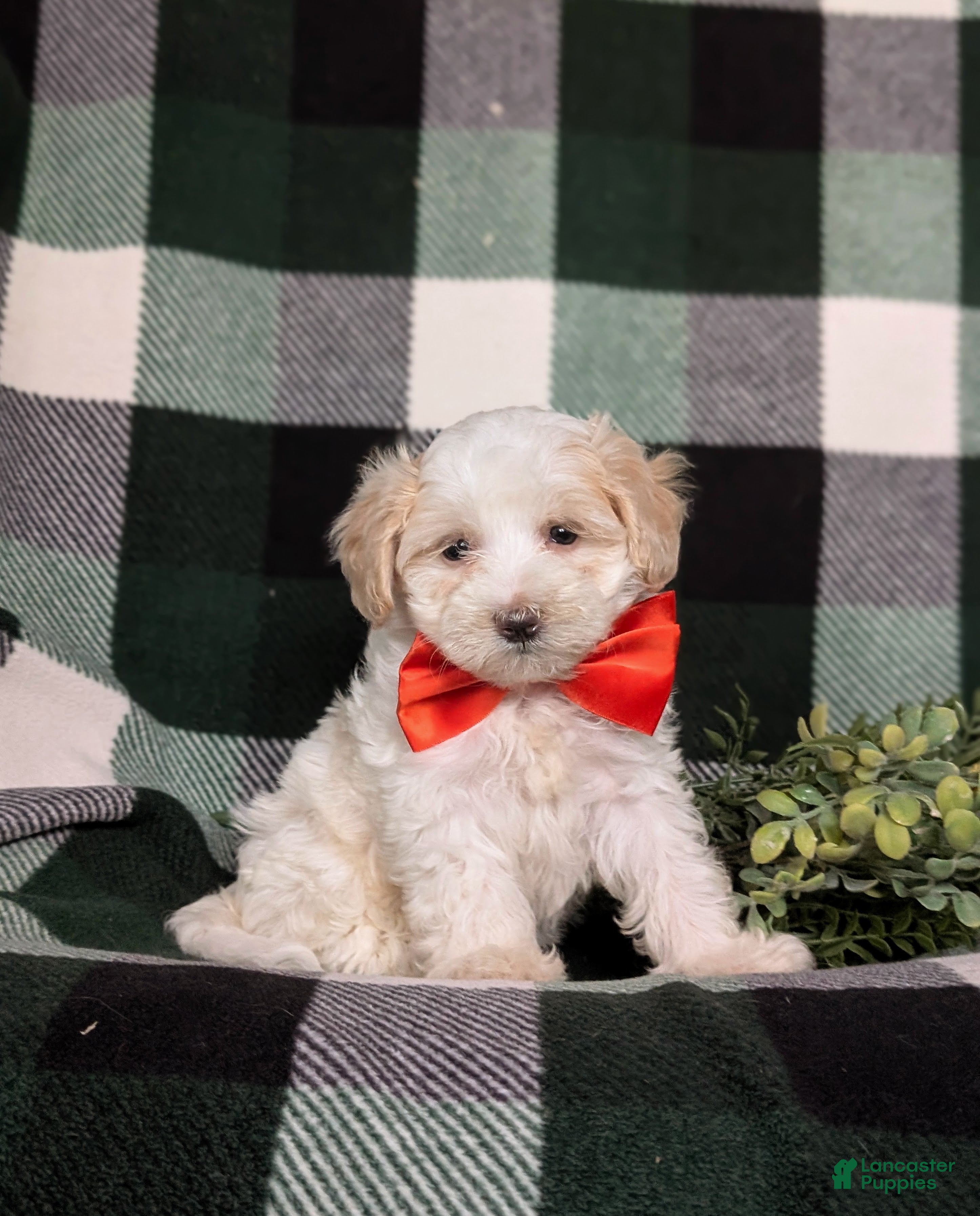 Maltipoo dogs Carlton - Ad 29