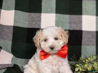 Maltipoo dogs Carlton - Ad 39