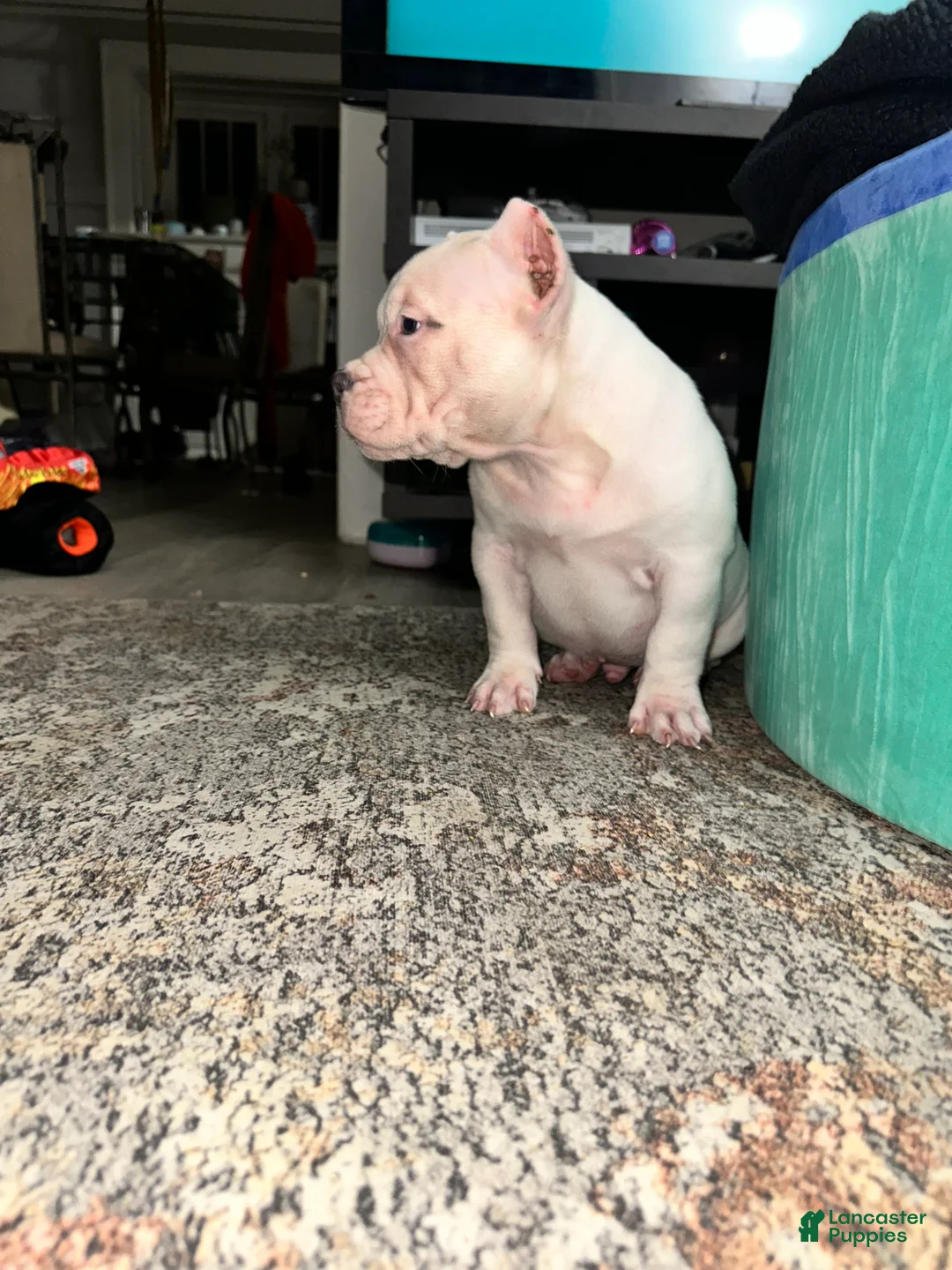 American Bully dogs for sale: Marshmallow  - Ad 2