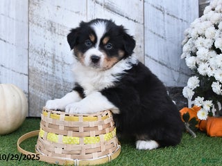 Australian Shepherd dogs - Ad 32