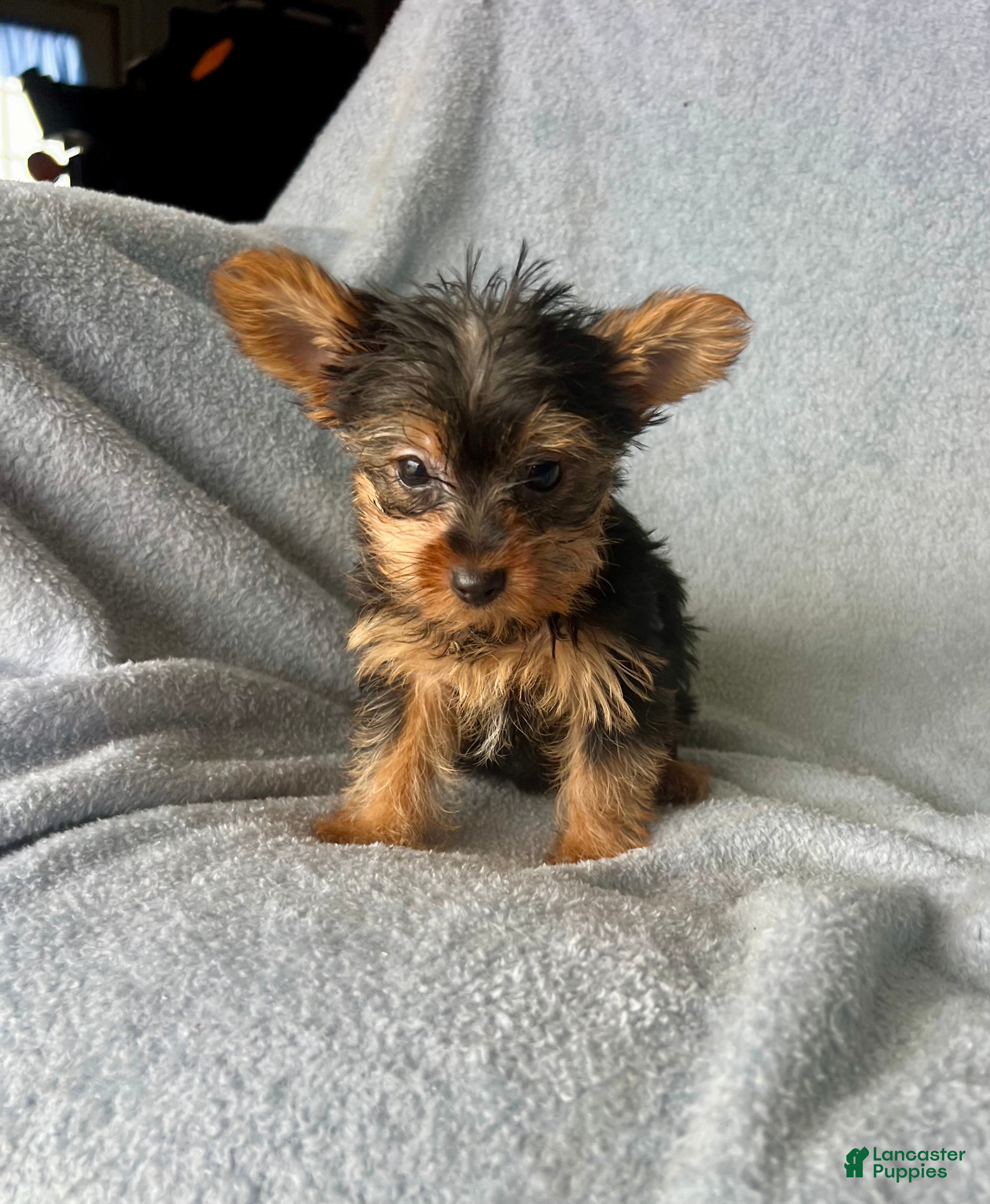 Yorkshire Terrier dogs for sale: Stanley-Yorkshire Terrier 1 - Ad 1