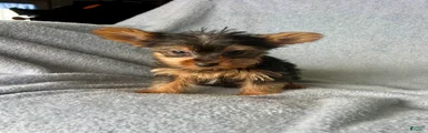 Stanley-Yorkshire Terrier 1