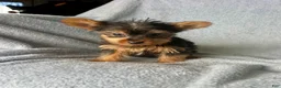 Yorkshire Terrier dogs for sale: Stanley-Yorkshire Terrier 1 - Ad 1