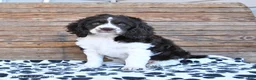 Mixed Breed dogs for sale: Patches - Ad 13