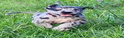 Great Dane dogs for sale: Merle Male  - Ad 3