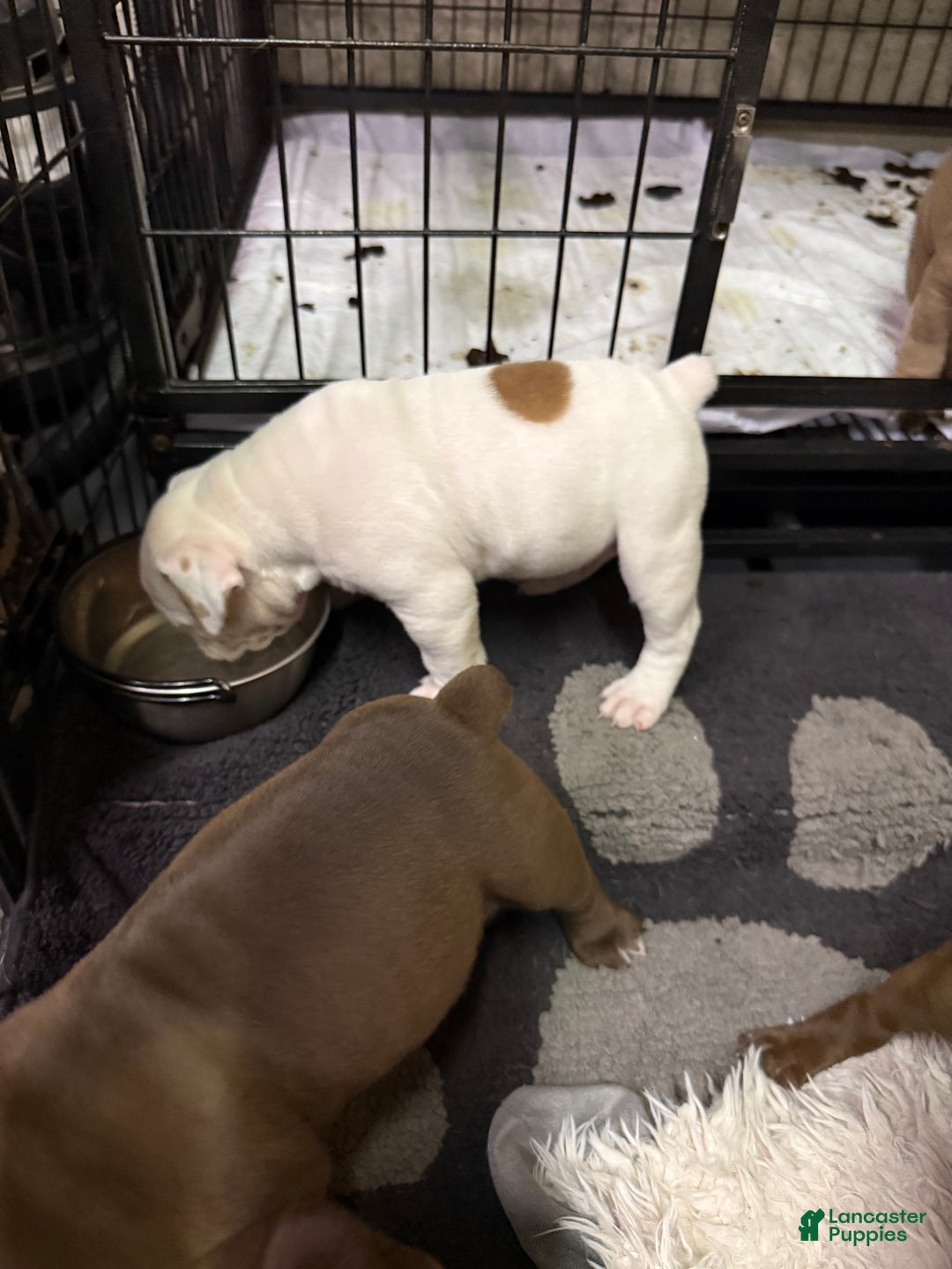 Olde English Bulldogge dogs for sale: Olde English Bulldogge Puppy 4 - Ad 5