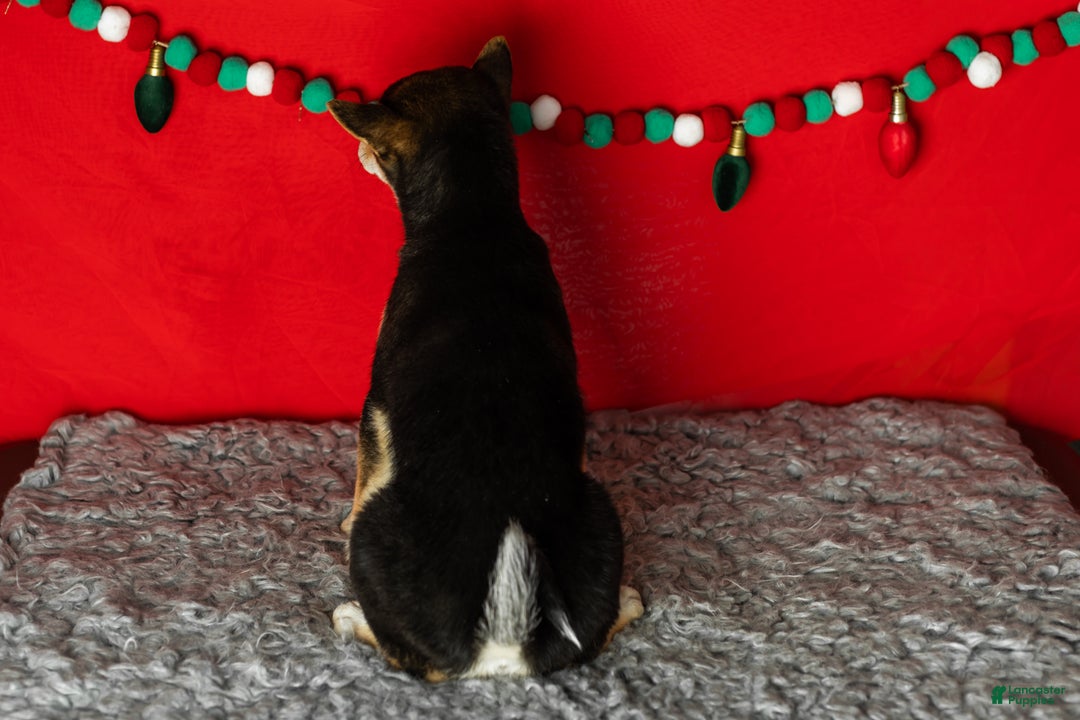 Shiba Inu dogs for sale: Lacy  - Ad 7