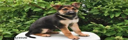 German Shepherd dogs for sale: Captain - Ad 3