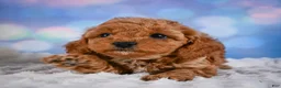 Cavapoo dogs for sale: Angel - Ad 9