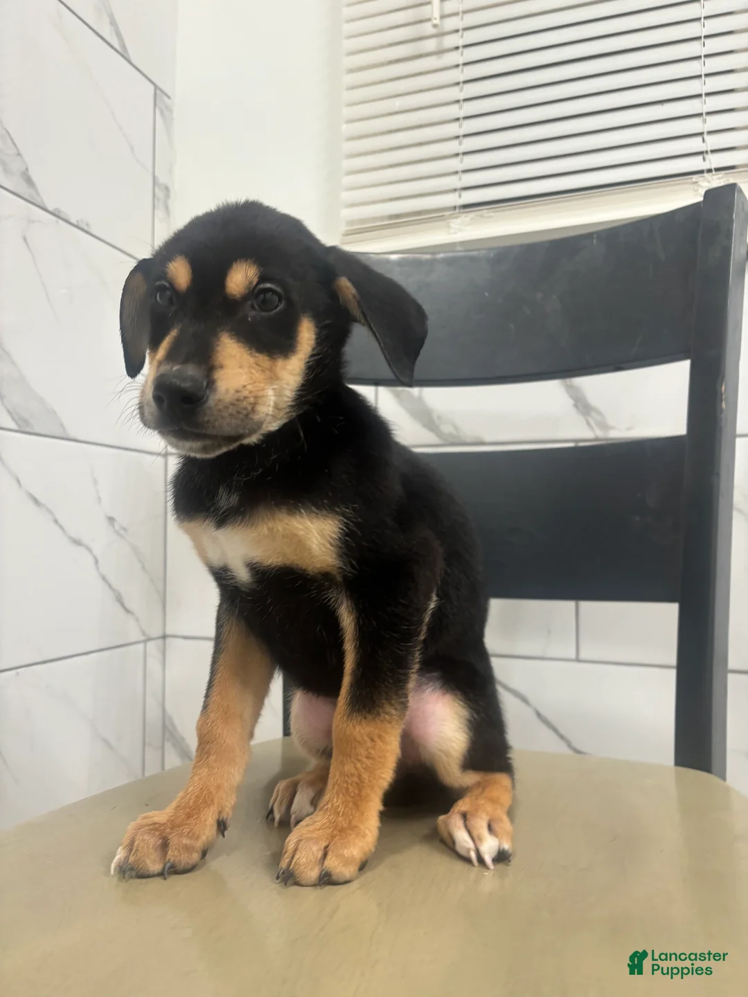 Mixed Breed dogs for sale: Mixed Breed Puppy 4 - Ad 2